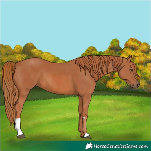 Horse Color:Chestnut and Chestnut