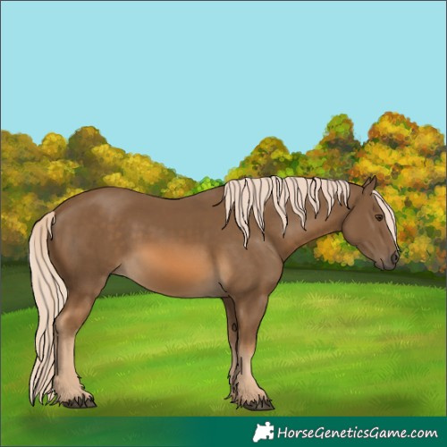 Horse Color:Chocolate Palomino 
