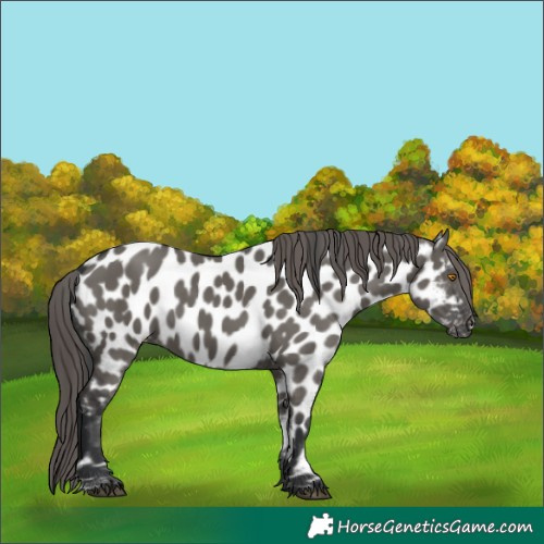 Horse Color:Grullo Appaloosa