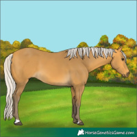 Horse Color:Silver Buckskin 