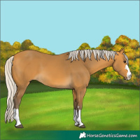 Horse Color:Silver Buckskin 