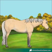Horse Color:Silver Buckskin 