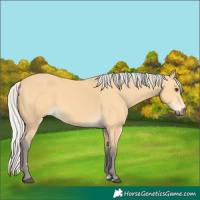 Horse Color:Silver Buckskin 