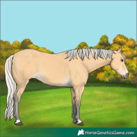 Horse Color:Silver Buckskin 