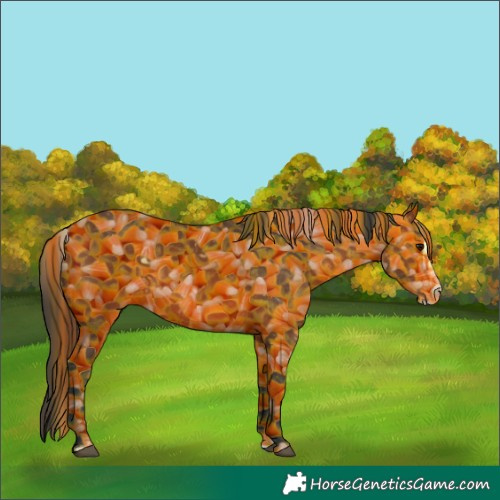 Horse Color:Bay Splash 