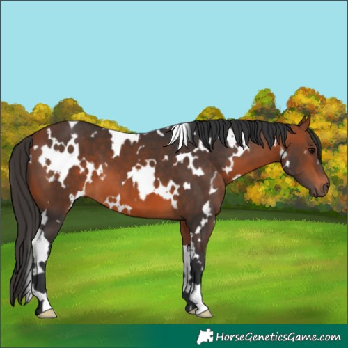 Horse Color:White Spotted Bay 