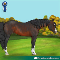 Horse Color:Brown