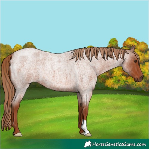 Horse Color:Red Roan