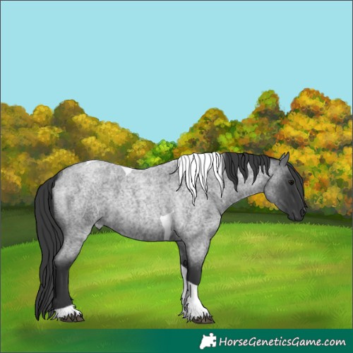 Horse Color:Blue Roan Tobiano