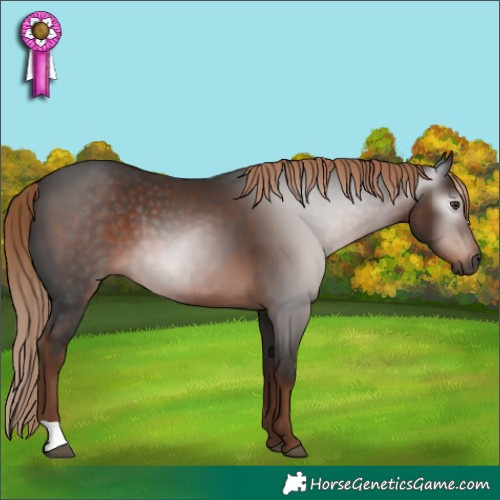 Horse Color:Gray Liver Chestnut