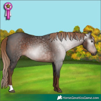 Horse Color:Gray Liver Chestnut 