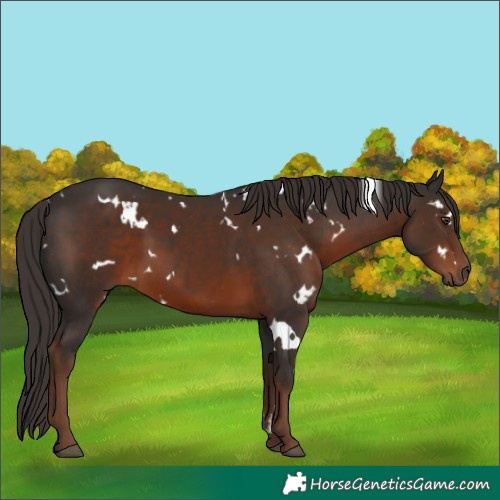 Horse Color:White Spotted Liver Chestnut 