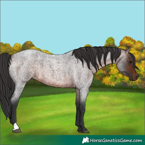 Horse Color:Brown Roan 