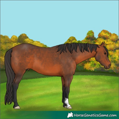 Horse Color:Bay 