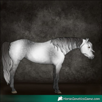 Horse Color:Gray White Spotted Liver Chestnut
