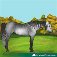 Horse Color:Gray White Spotted Liver Chestnut 
