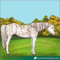 Horse Color:Red Dun Splash and Red Dun Splash