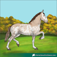 Horse Color:Red Dun Splash  and Red Dun Splash 