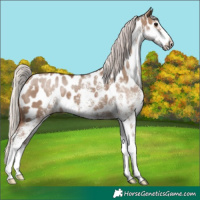 Horse Color:White Spotted Silver Grullo Near Leopard