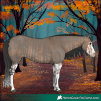 Horse Color:Bay Dun Splash  and Grullo Splash 