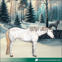 Horse Color:Chestnut Appaloosa 