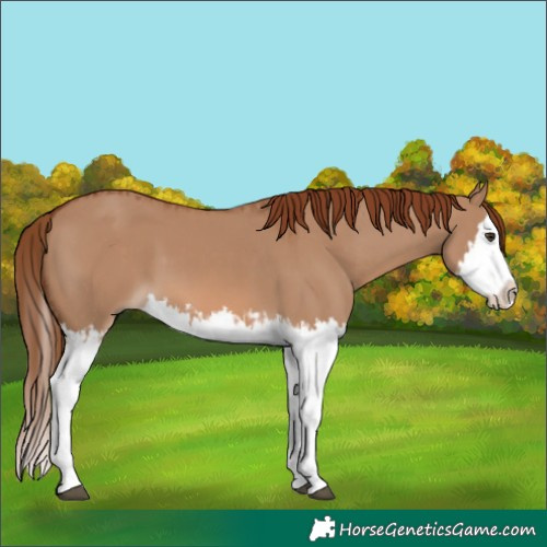 Horse Color:Red Dun Splash  and Red Dun Splash 
