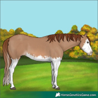 Horse Color:Red Dun Splash  and Red Dun Splash 