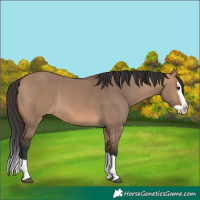 Horse Color:Bay Dun Splash 