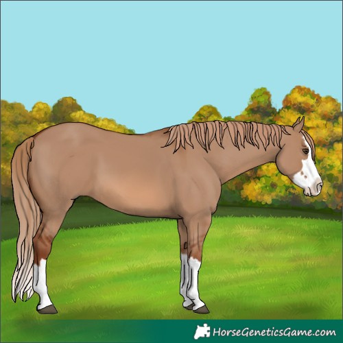 Horse Color:Red Dun Splash 