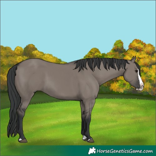 Horse Color:Grullo Splash 