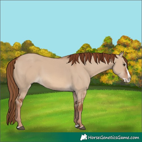 Horse Color:Red Dun Splash 