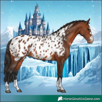 Horse Color:Bay Appaloosa