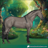 Horse Color:Grullo Rabicano
