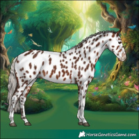 Horse Color:Silver Brown Tobiano Appaloosa