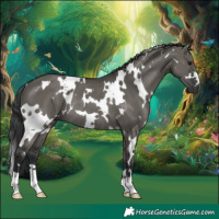 Horse Color:White Spotted Grullo Rabicano 
