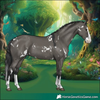 Horse Color:White Spotted Grullo Splash Rabicano 