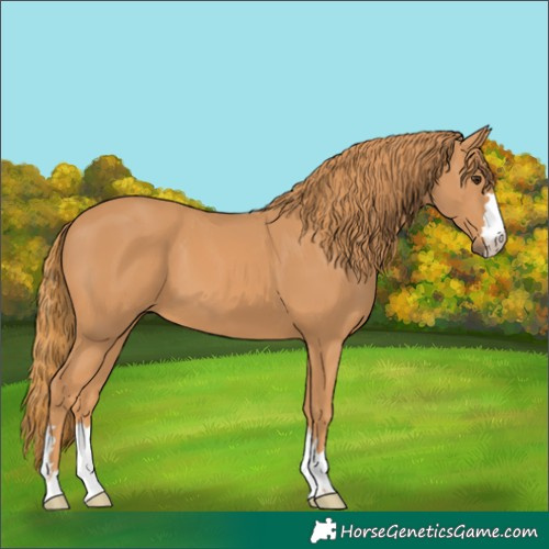 Horse Color:Chestnut 