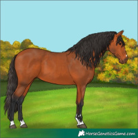 Horse Color:Bay 