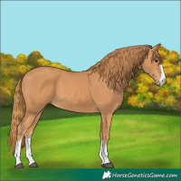 Horse Color:Chestnut 