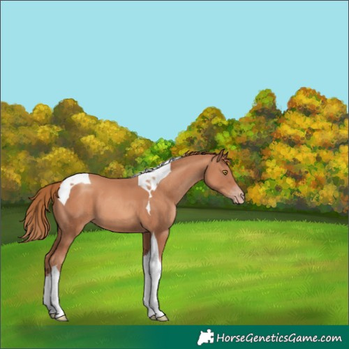 Horse Color:Gold Champagne Tobiano 