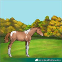 Horse Color:Gold Champagne Tobiano 