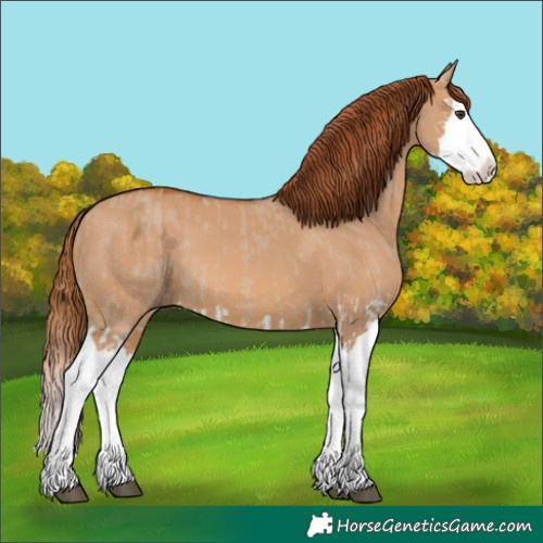 Horse Color:Red Dun Splash  and Red Dun Splash 