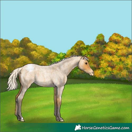 Horse Color:Silver Buckskin Roan Varnish 