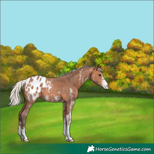 Horse Color:Silver Bay Sabino Blanket 