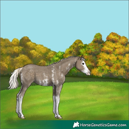 Horse Color:Silver Smoky Black Sabino Splash 