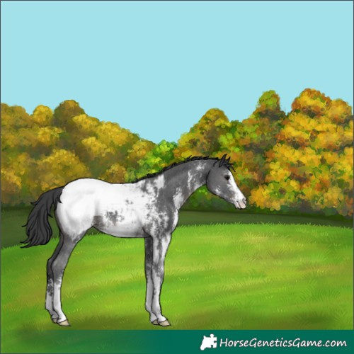 Horse Color:Black Sabino Snowcap 