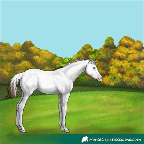 Horse Color:Gray Amber Cream Champagne Tobiano Near Fewspot 