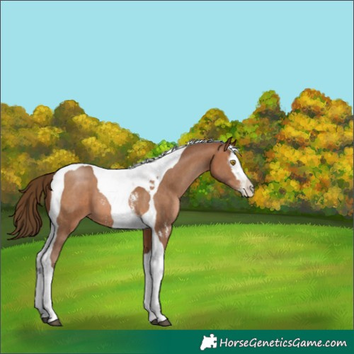 Horse Color:Gray Bay Pearl Sabino Splash Tobiano 