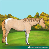 Horse Color:Red Roan Tobiano 