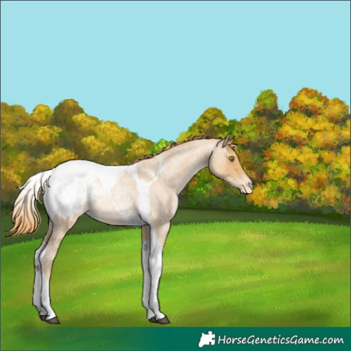 Horse Color:Red Roan Pearl Tobiano Blanket Rabicano 